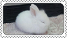 sleeping white bunny